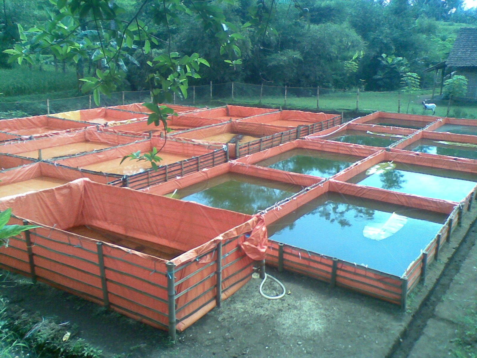 A-group-of-small-breeding-ponds-tanks-in-Indonesia